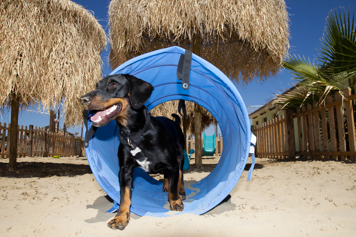 Spiagge Pet Friendly In Emilia Romagna Travel Emilia