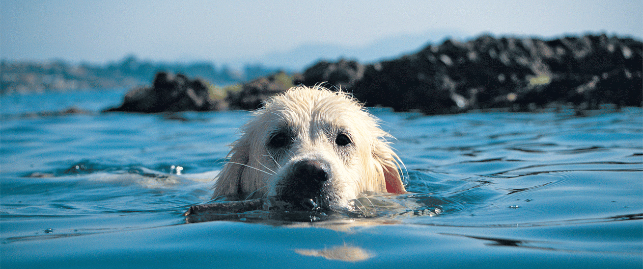 Spiagge Per Cani Emilia Romagna Animali