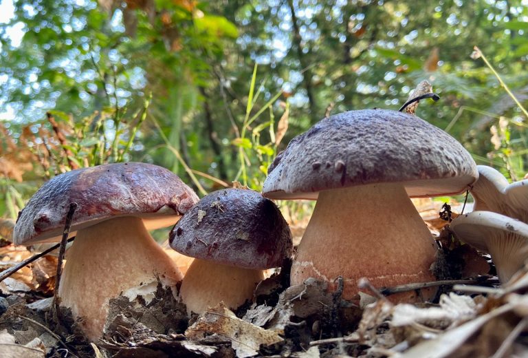 Le Sagre di Ottobre in Emilia-Romagna